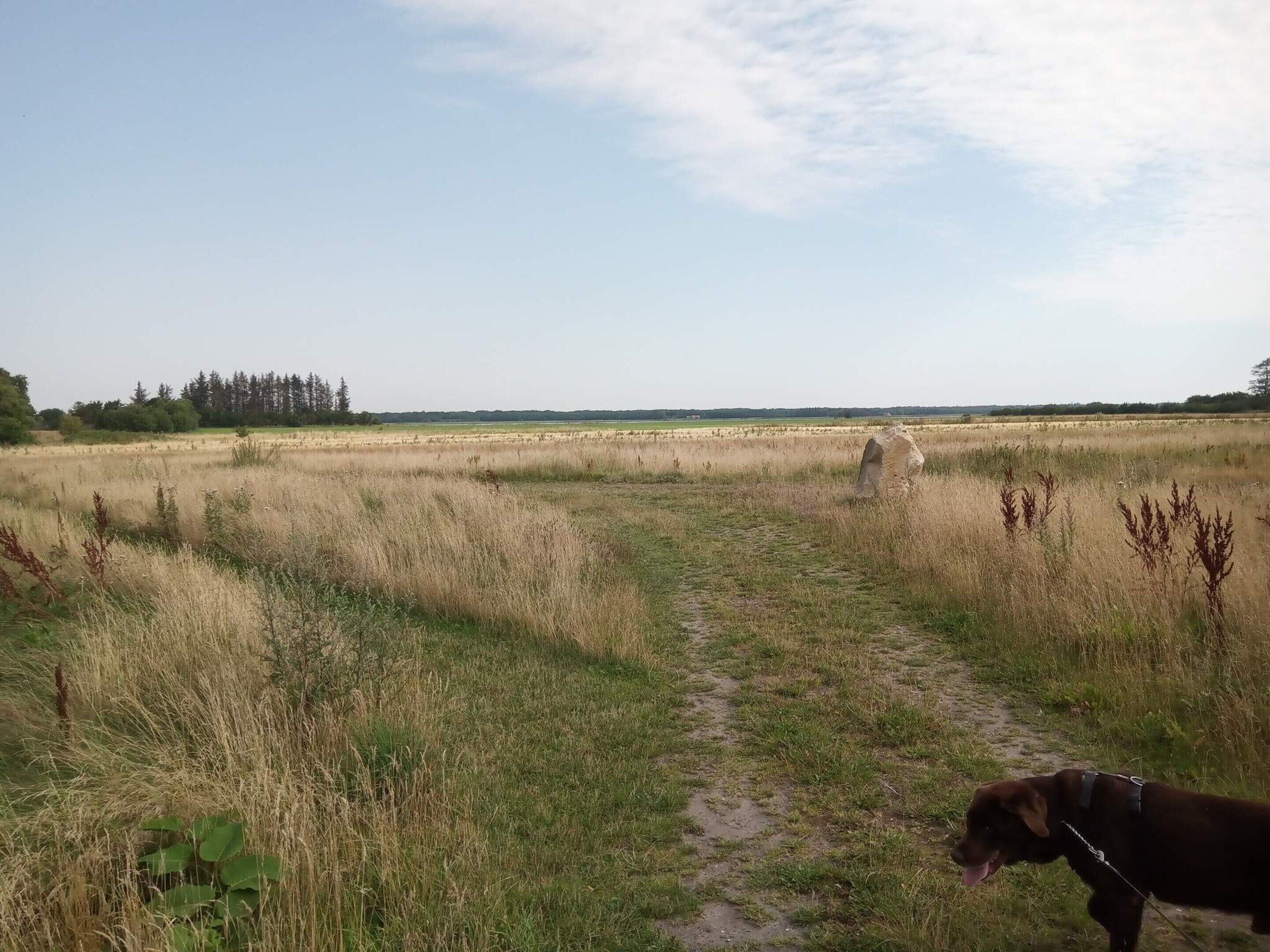 A field with a dirt path and a dog.