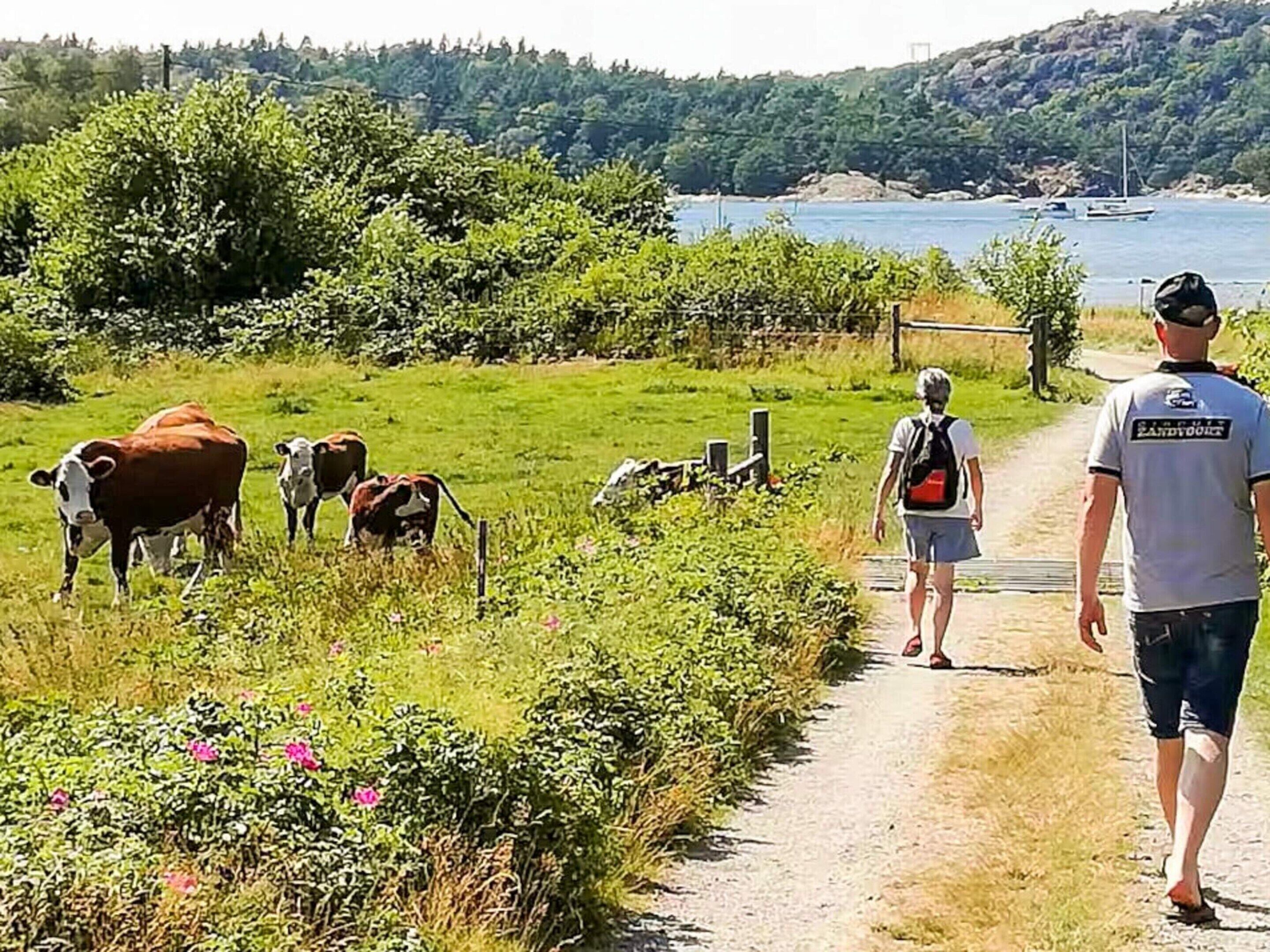 A rural pathway with cows grazing, a body of water, and a hilly landscape in the background.