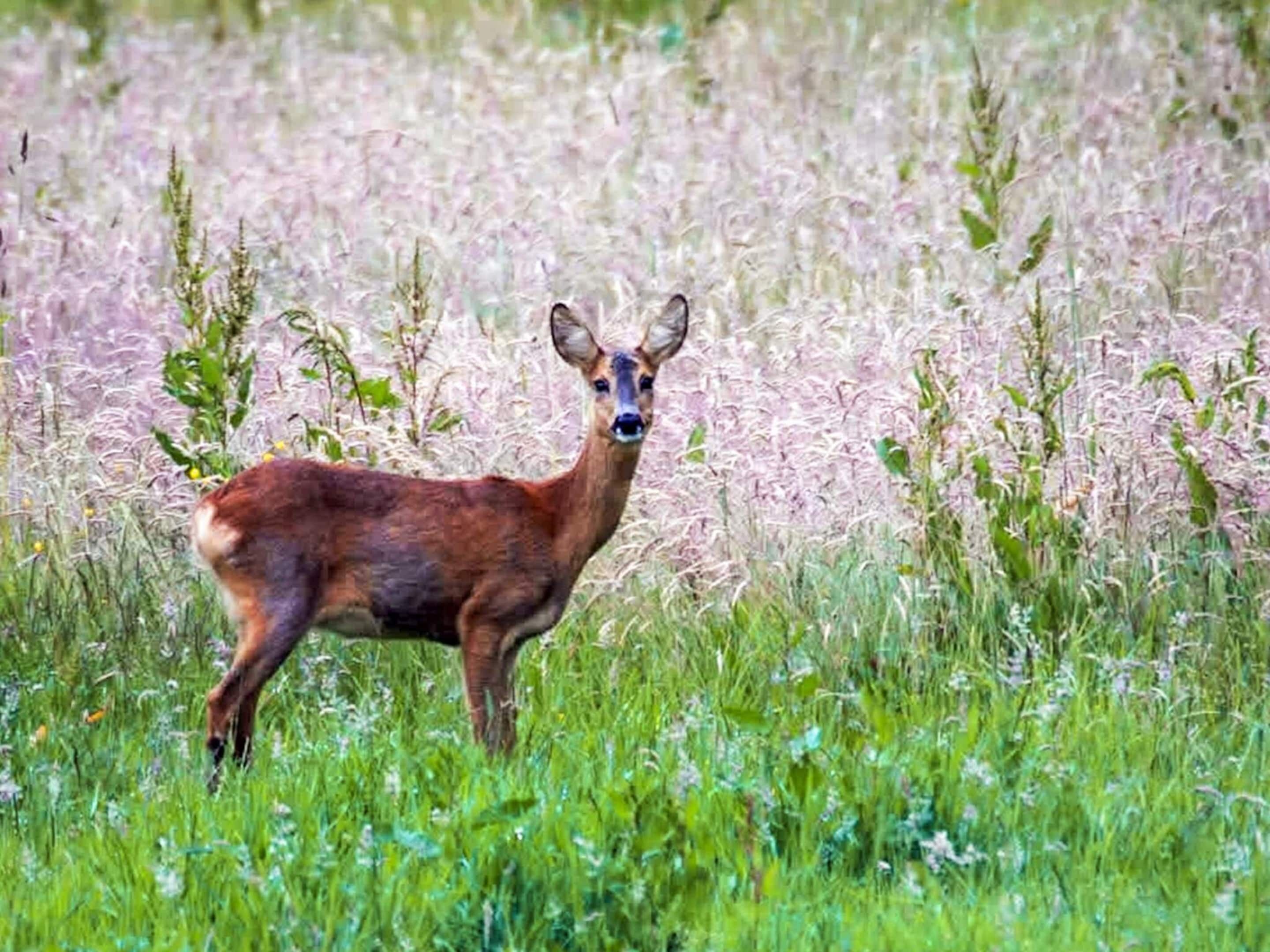 A deer in a grassy field with wildflowers.