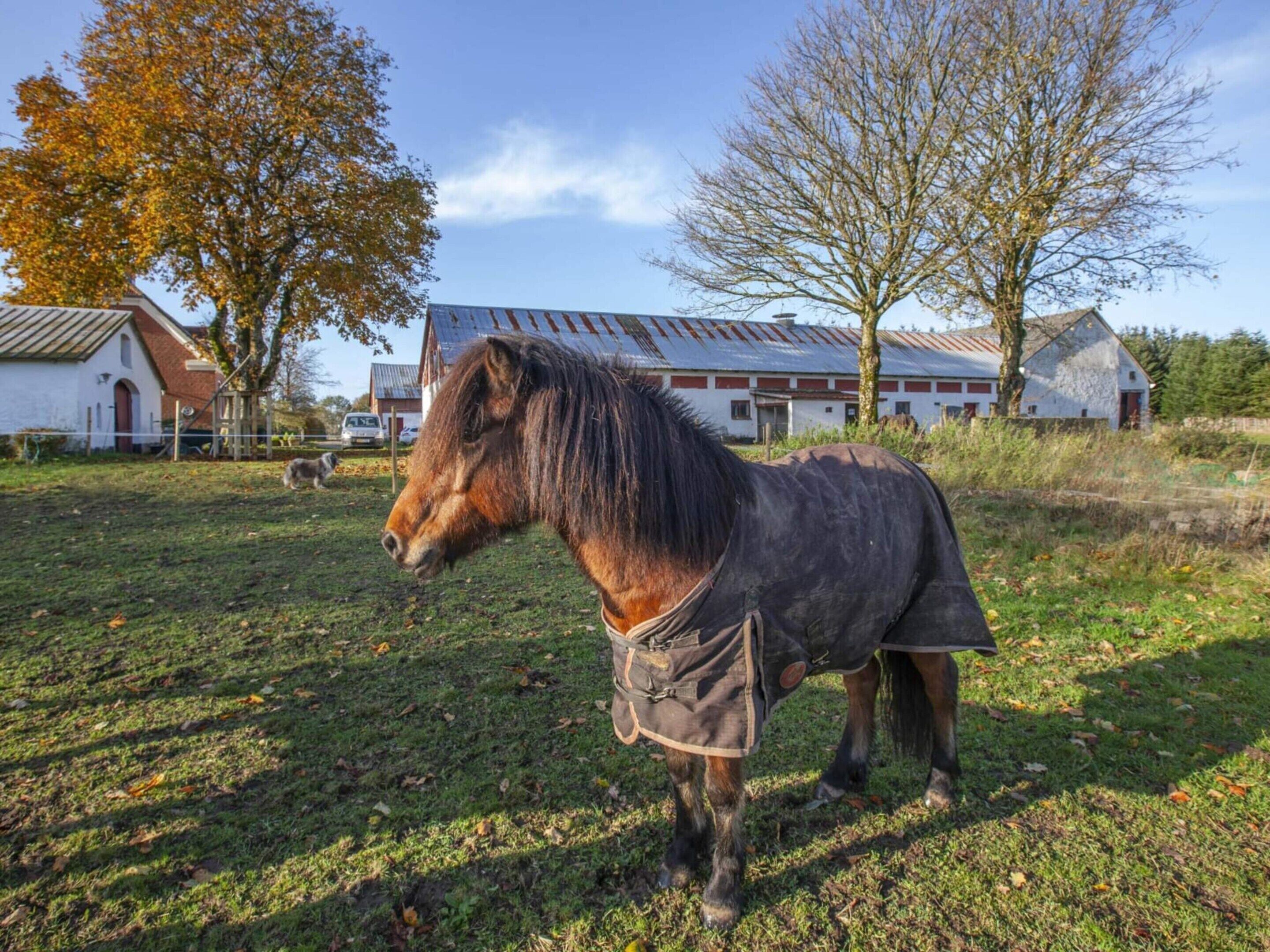Un caballo parado en un campo cubierto de hierba con edificios al fondo.