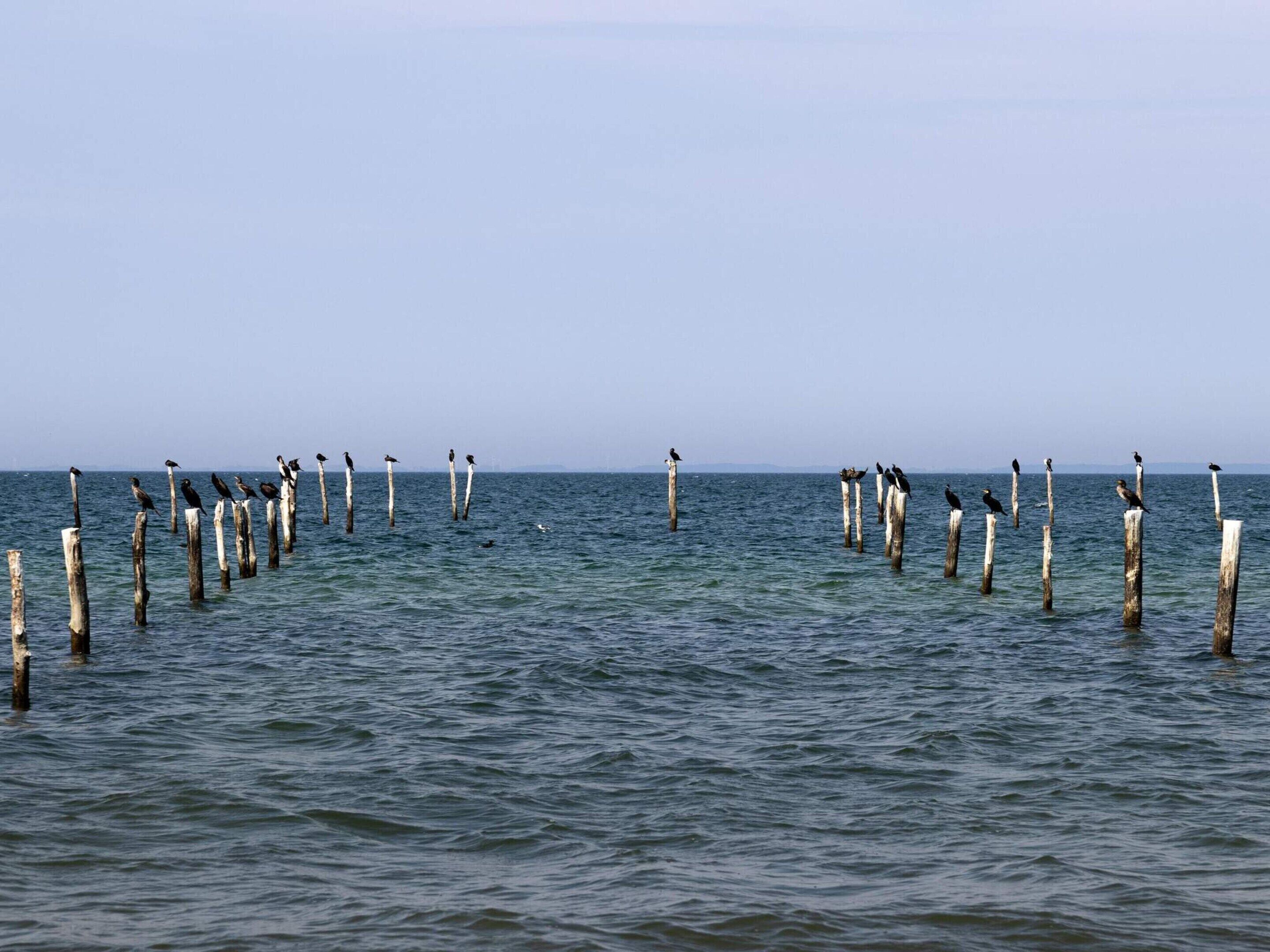 Een kustgezicht met houten palen in het water en vogels die erop zitten.