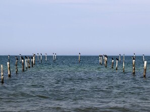 A coastal scene with wooden posts in the water and birds perched on them. - 8 Person Holiday Home in Nakskov (Nakskov)