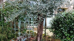 Un arbre à tronc épais et au feuillage dense, situé dans un jardin.