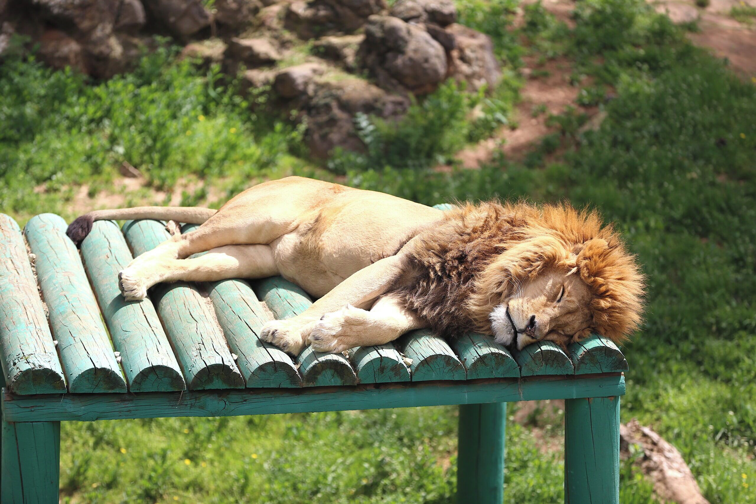 A lion lying on a wooden bench outdoors.