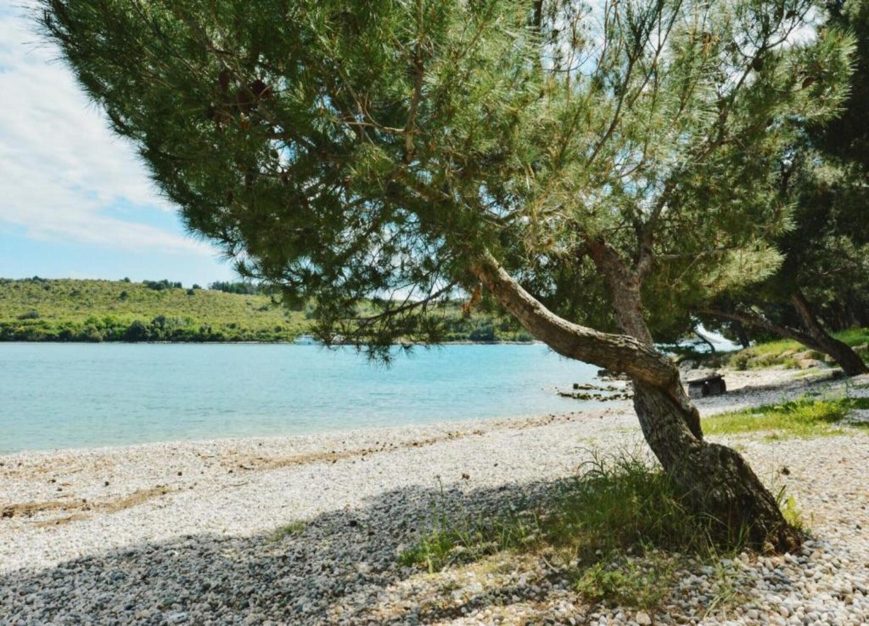 Ein Baum an einem See mit einem Kiesweg.