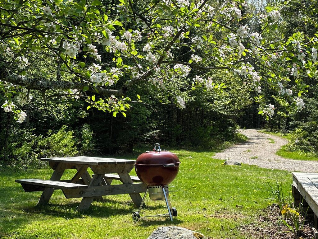 A picnic table with a barbecue grill in a grassy area with trees.