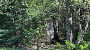 A natural outdoor setting with dense foliage and trees. - Glamping hut with WiFi in Ripton, biking, hiking, skiing (Ripton)