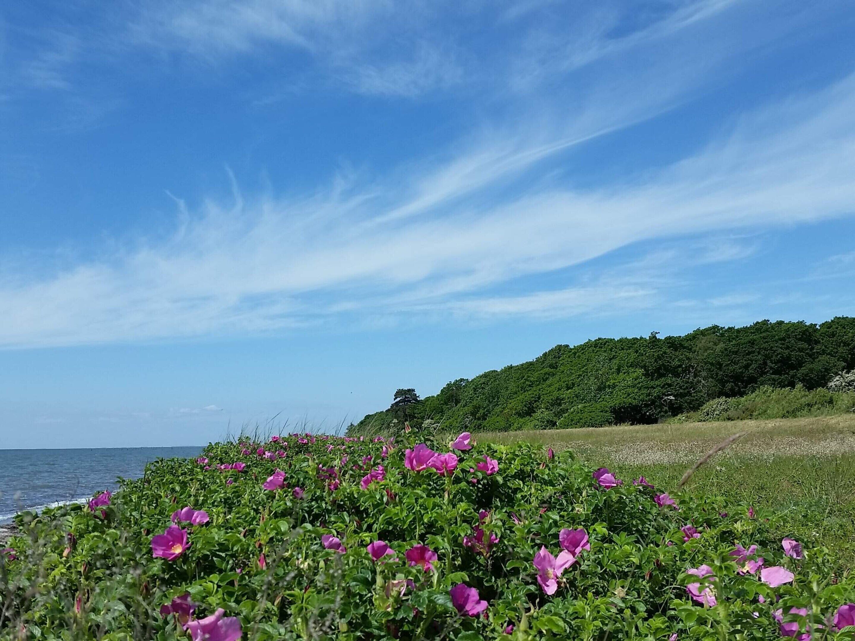 A coastal landscape with purple flowers, a clear sky, and a distant view of the sea.
