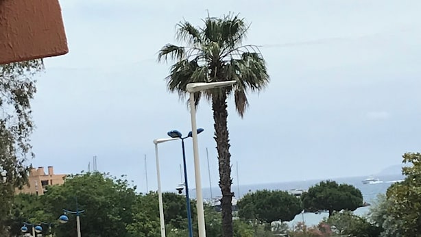 Una calle con una palmera, farolas y un automóvil.