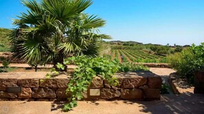 Property grounds - Dammuso Mill (Pantelleria)