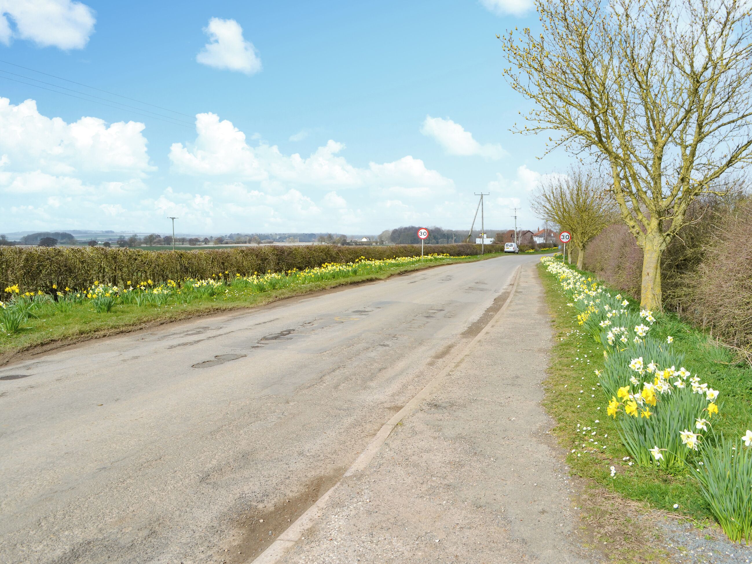 Camí rural amb un senyal de límit de velocitat de 30, delimitat per camps de narcisos i un arbust.