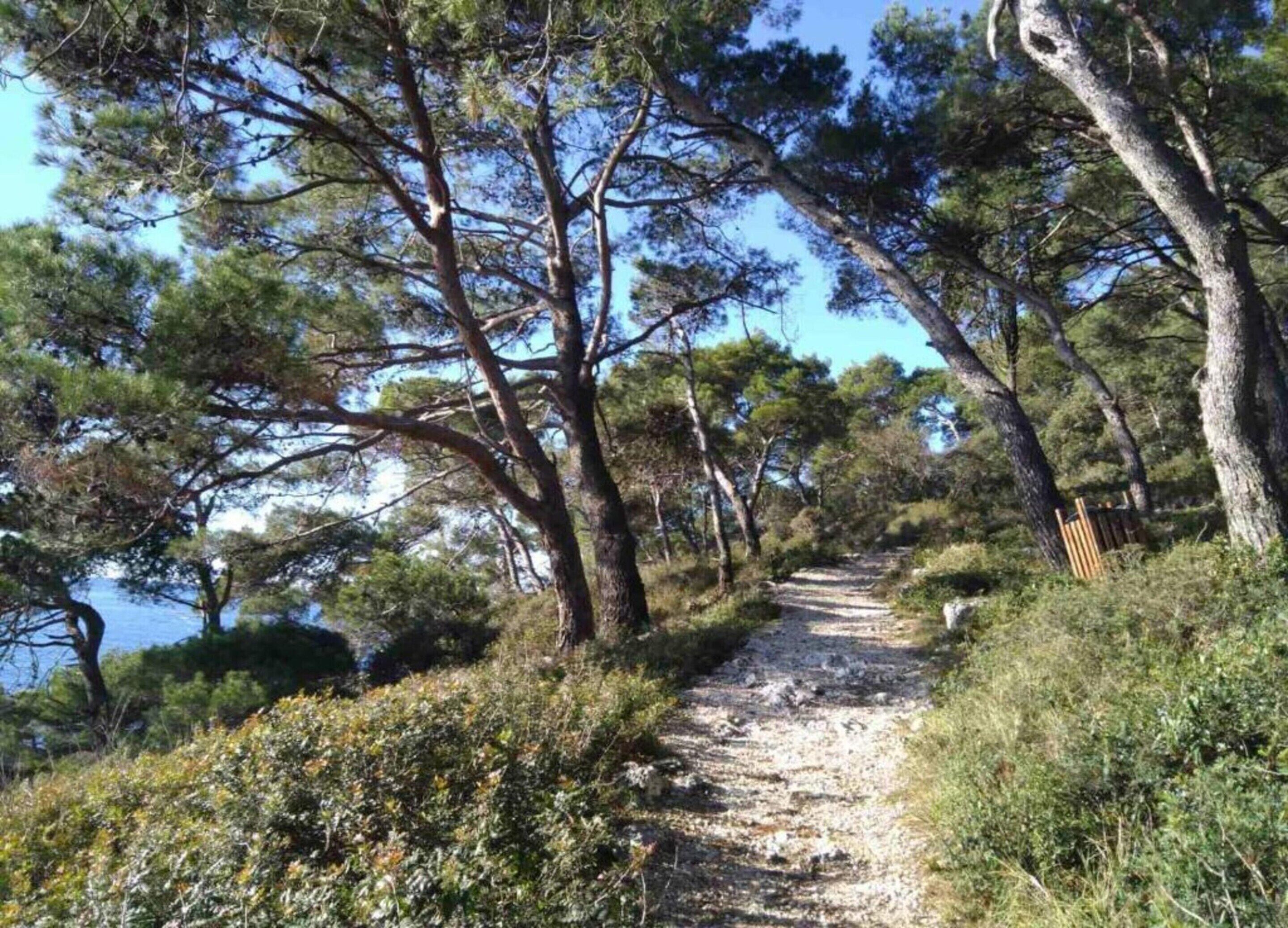 Un sentier naturel bordé d’arbres et de végétation.