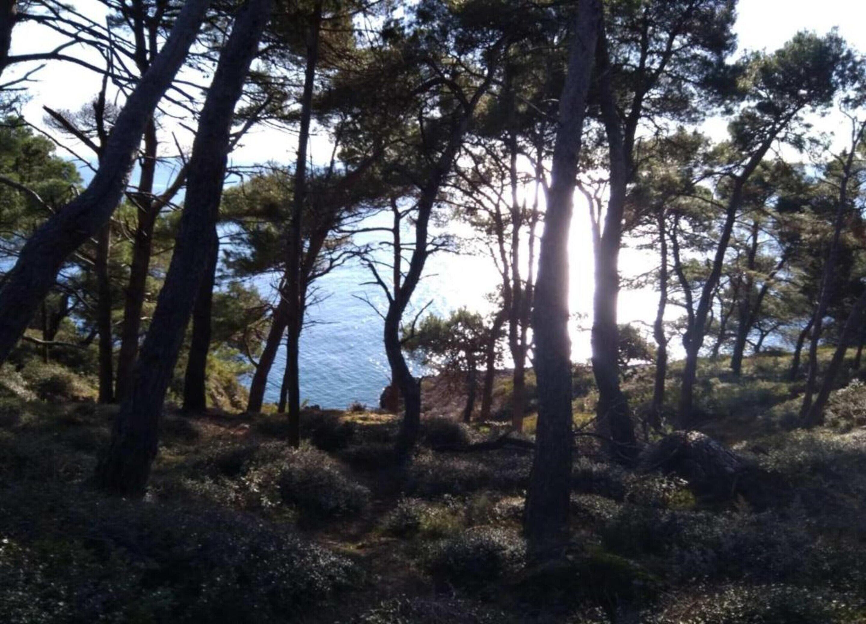 A natural landscape with trees and a body of water.