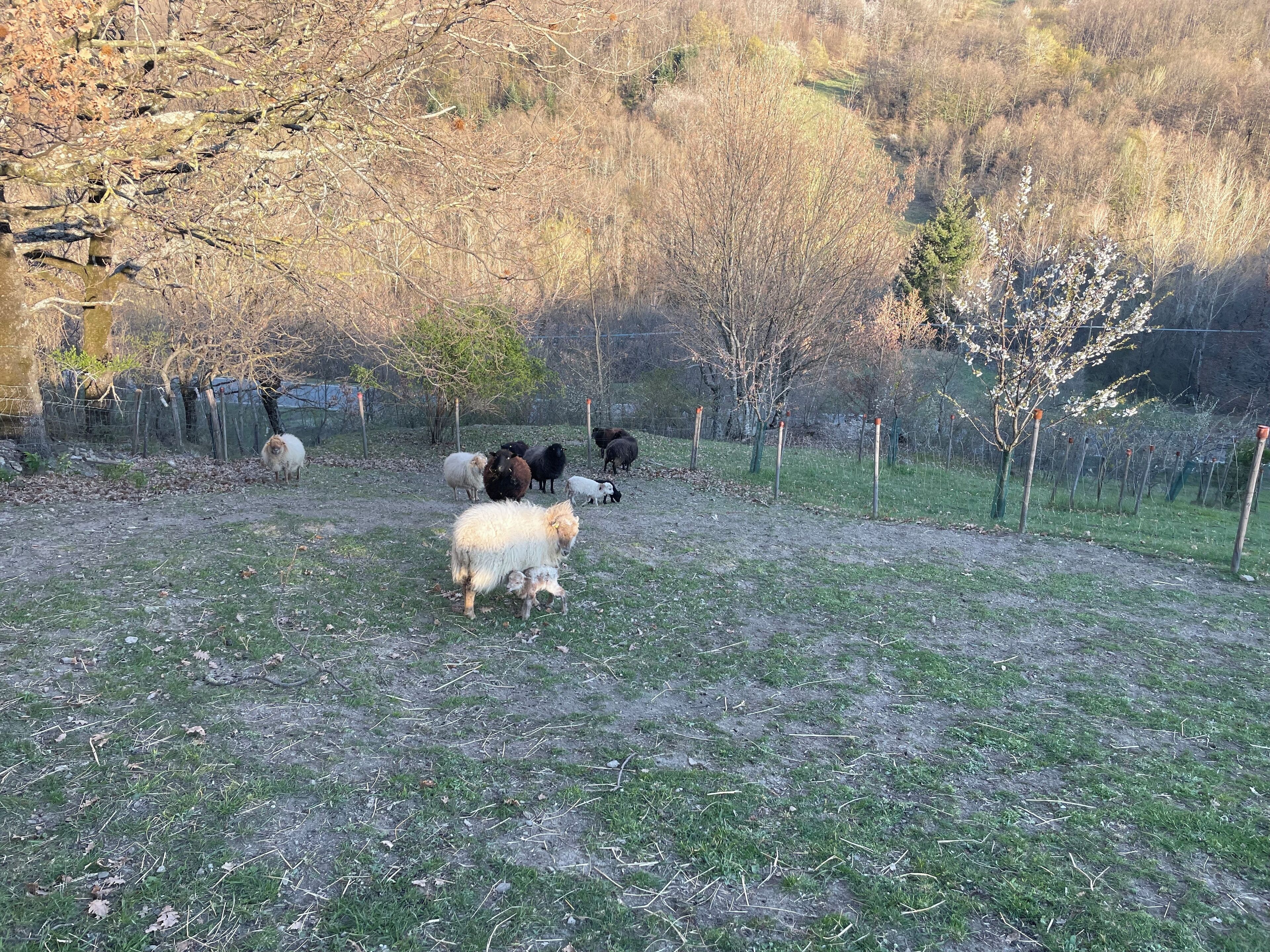 Een omheind buitengebied met een groep schapen die grazen.