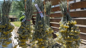 Bundles of dried herbs hanging on a wooden structure outdoors. - Home for nature lovers, 5 minutes from the village (Valleto)