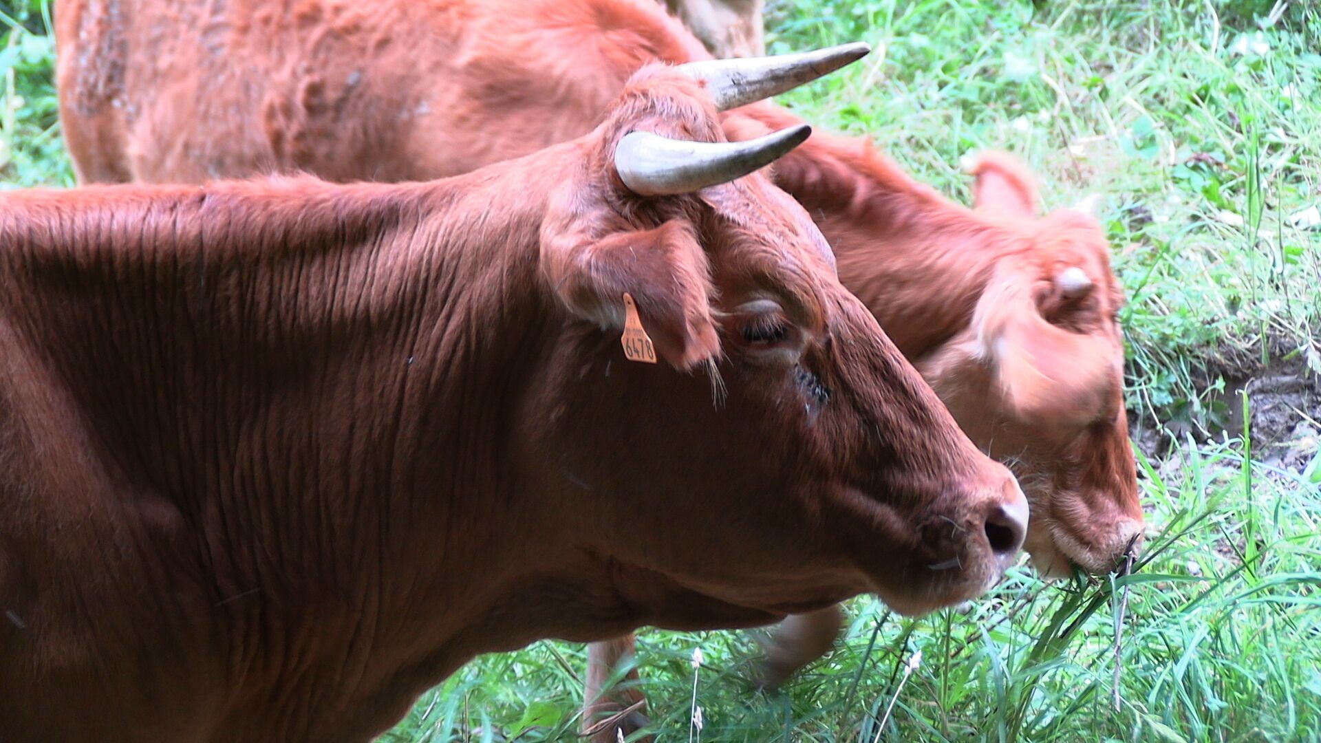A close-up of a cow with a tag on its ear, grazing in a grassy field.