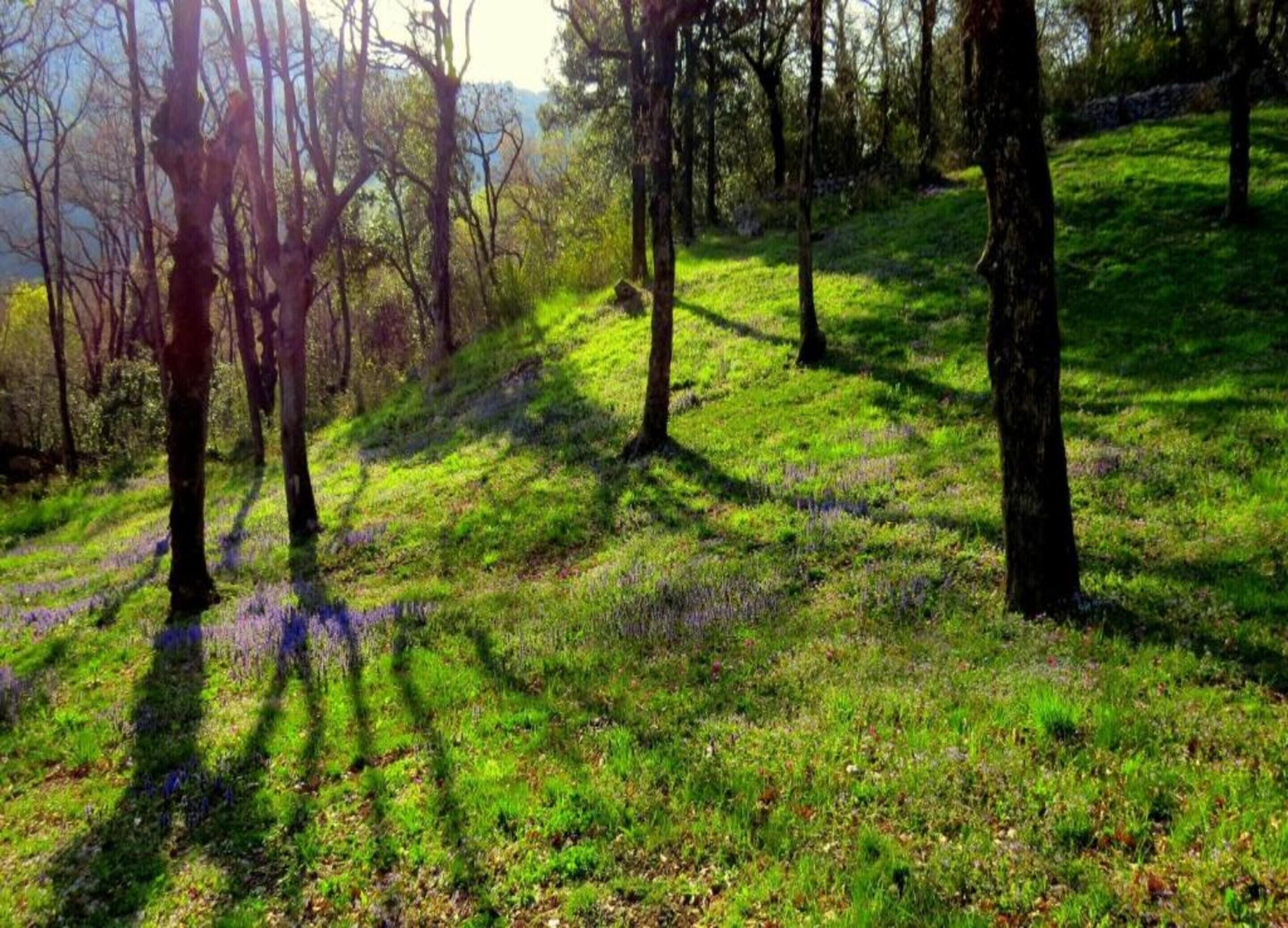 Un'area boscosa con alberi ed erba.