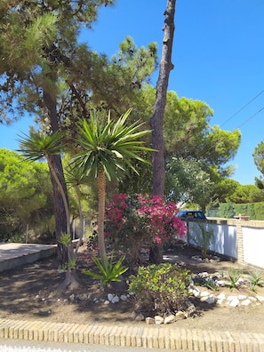 Un jardin aménagé avec des arbres, un palmier et des bougainvilliers.