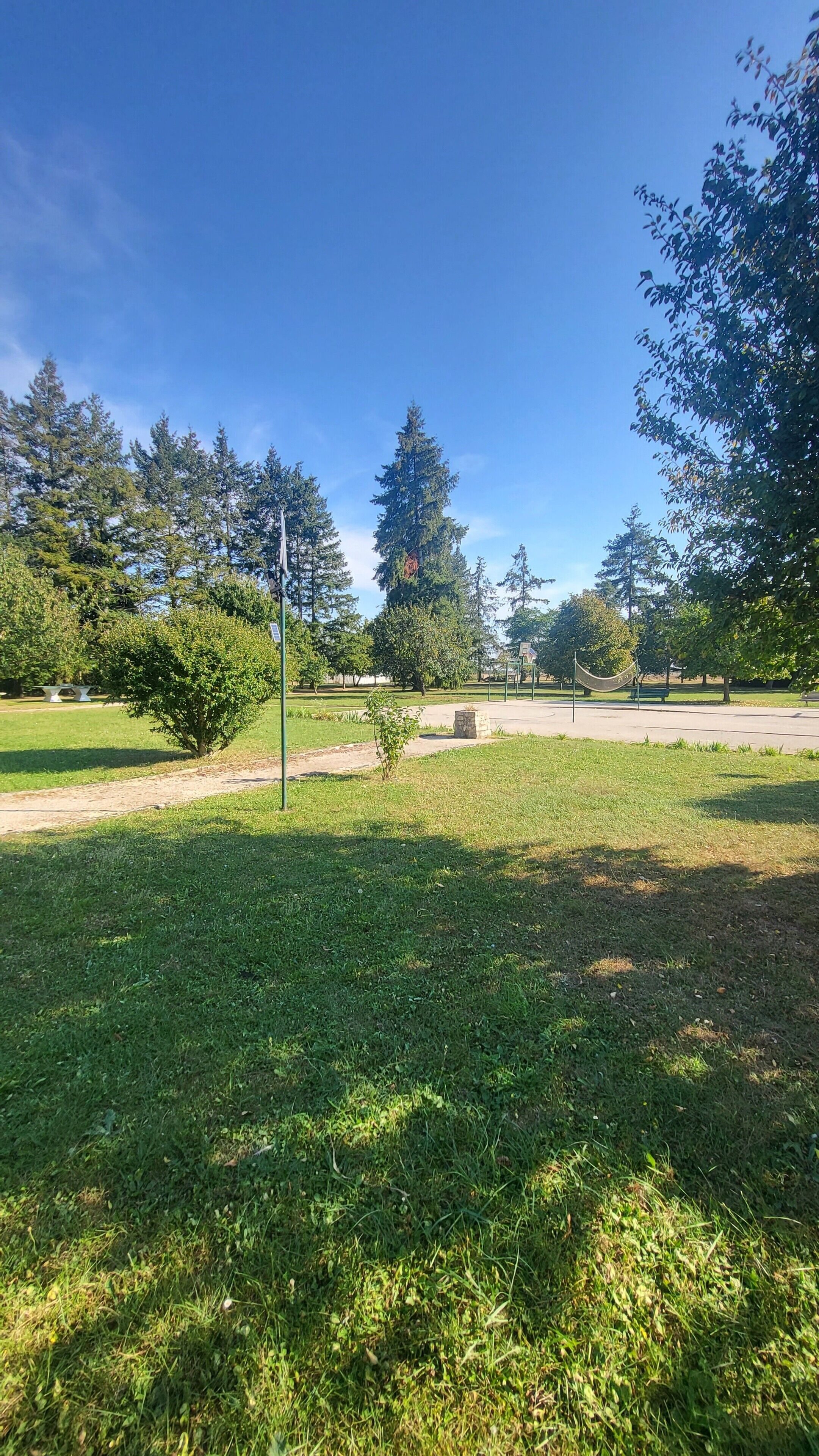 Un parco con erba, alberi e un'amaca.