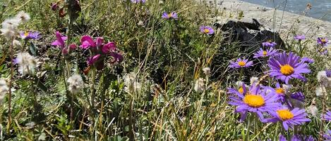A mountainous landscape with a river, wildflowers, and clear blue skies.