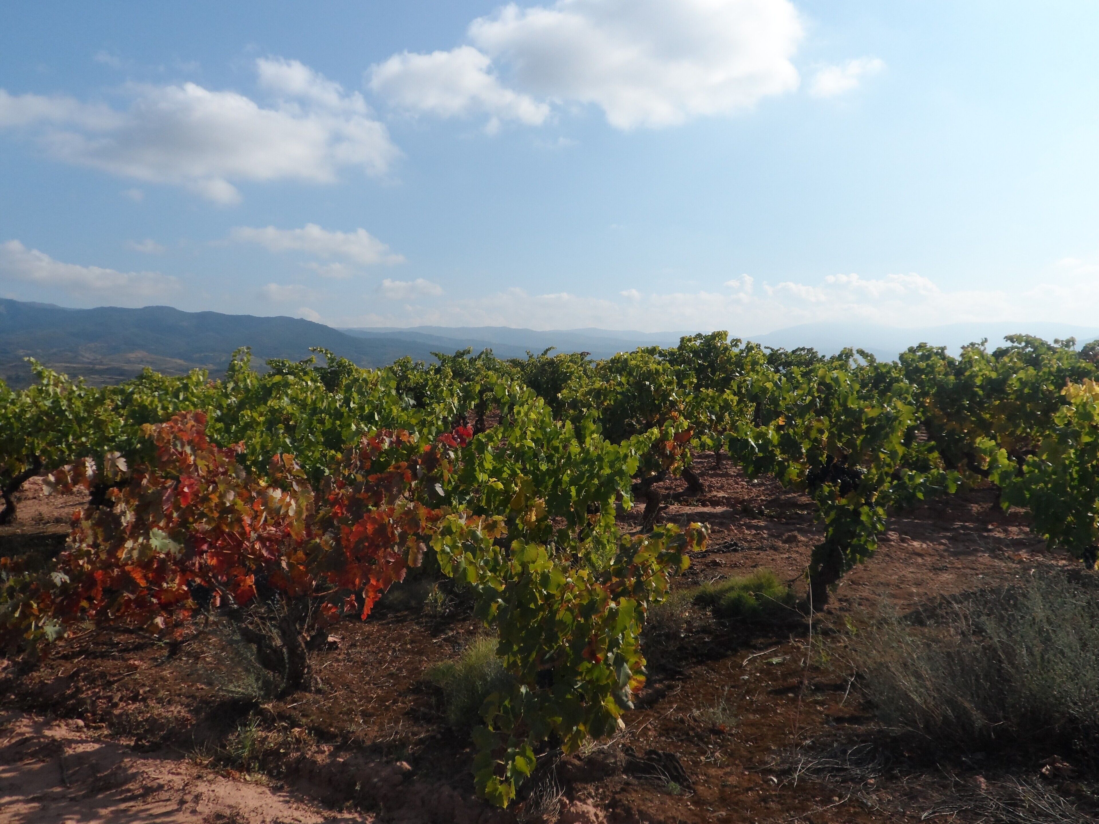Viñedo con hileras de vides, cielo despejado y montañas a lo lejos.