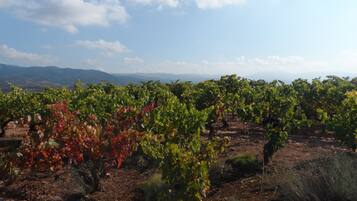 Viñedo con hileras de vides, cielo despejado y montañas a lo lejos.