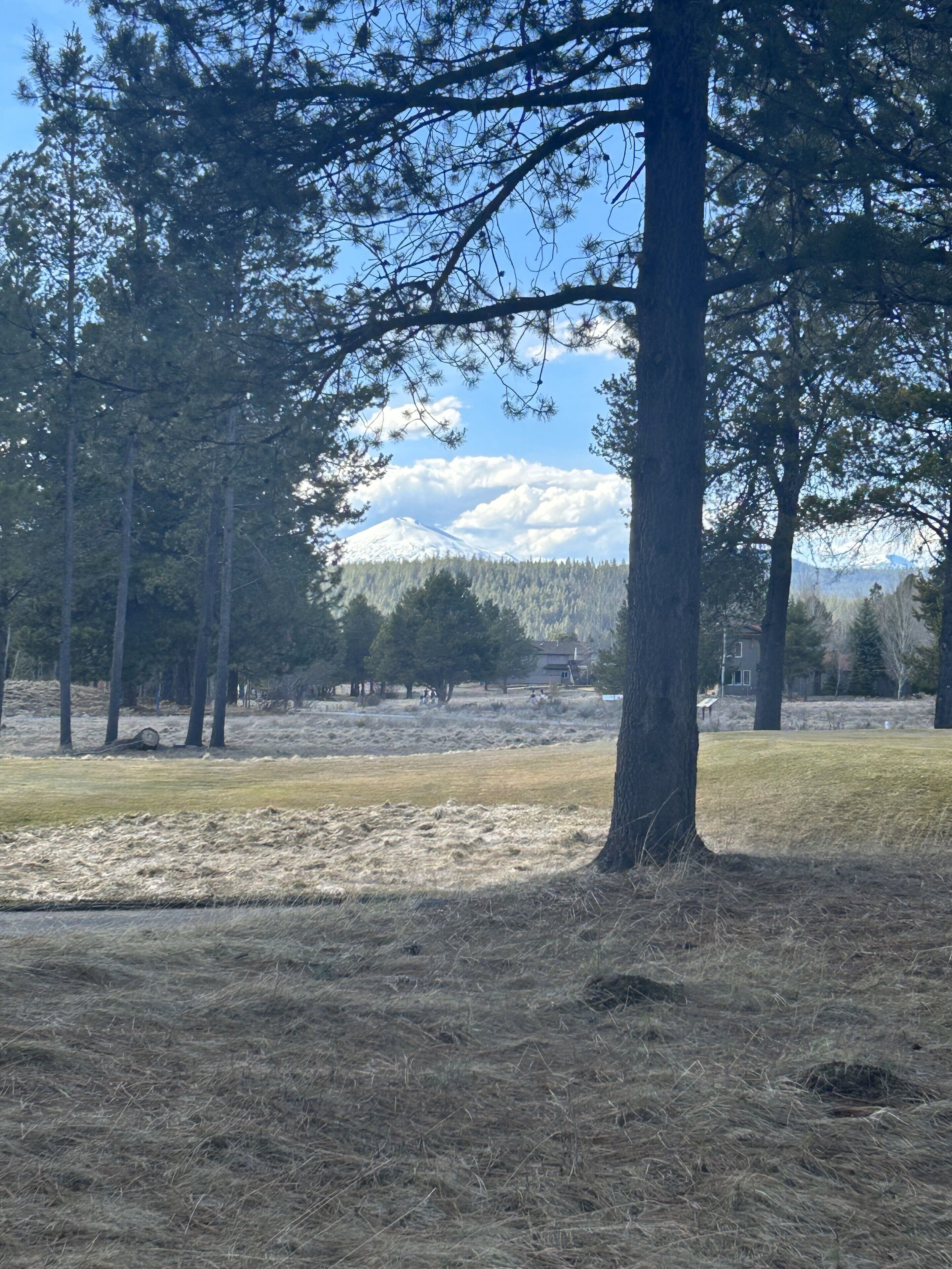 A forested area with a mountain in the background.