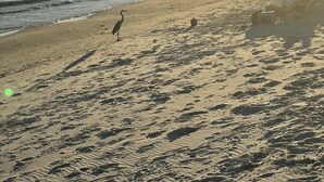A beach with footprints and a bird, and the sun is setting over the water. - Pet Friendly- Fort Morgan | Sleeps 12 | 3BR | 2.5BA (Gulf Shores)