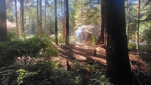 A geodesic dome tent in a forest with tall trees and a clear sky. - Fieldbrook Gnome Dome (McKinleyville)