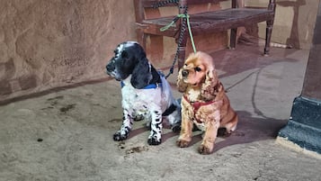 Animaux de compagnie acceptés