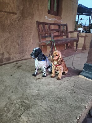 Pet-friendly - Shiva kashi Home stay  (Kasrawad)