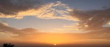 A sunset over the ocean with a palm tree silhouette.