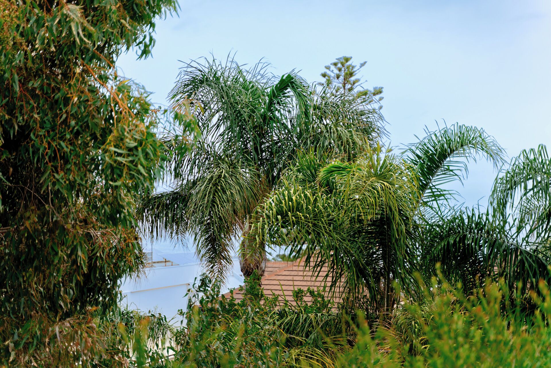 Un jardin luxuriant, avec une variété de plantes tropicales, et un bâtiment en arrière-plan.