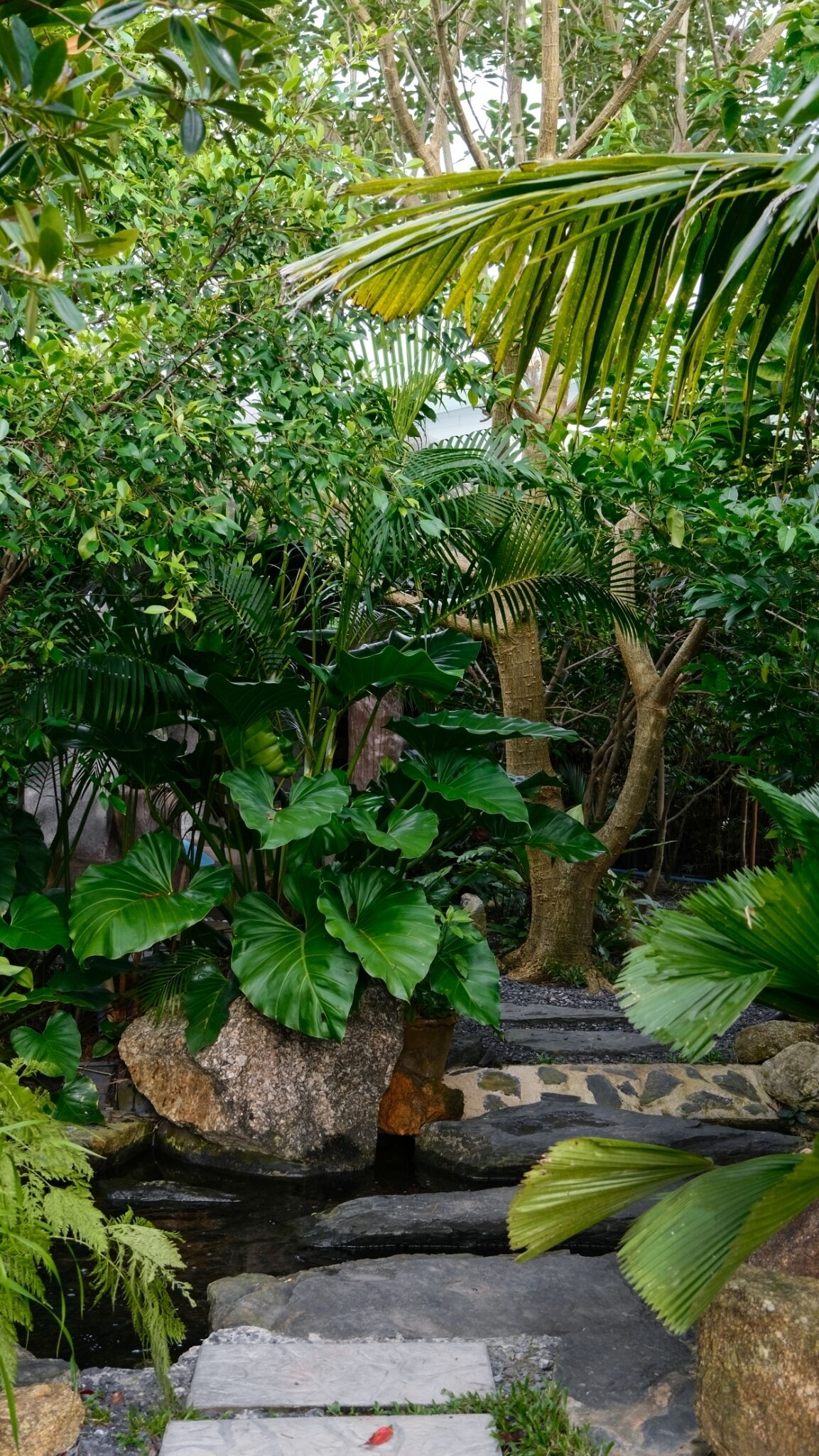 A stone pathway leading through a lush garden with various tropical plants and a small water feature.