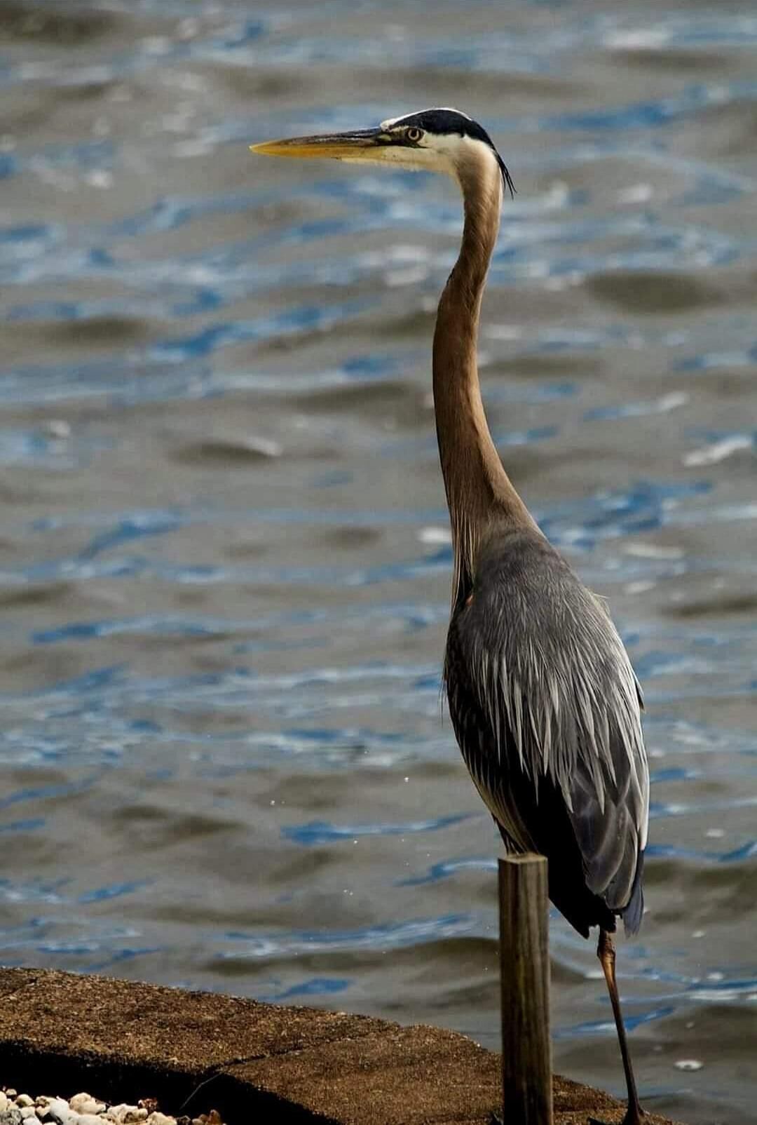 Una garza de pie junto al agua.