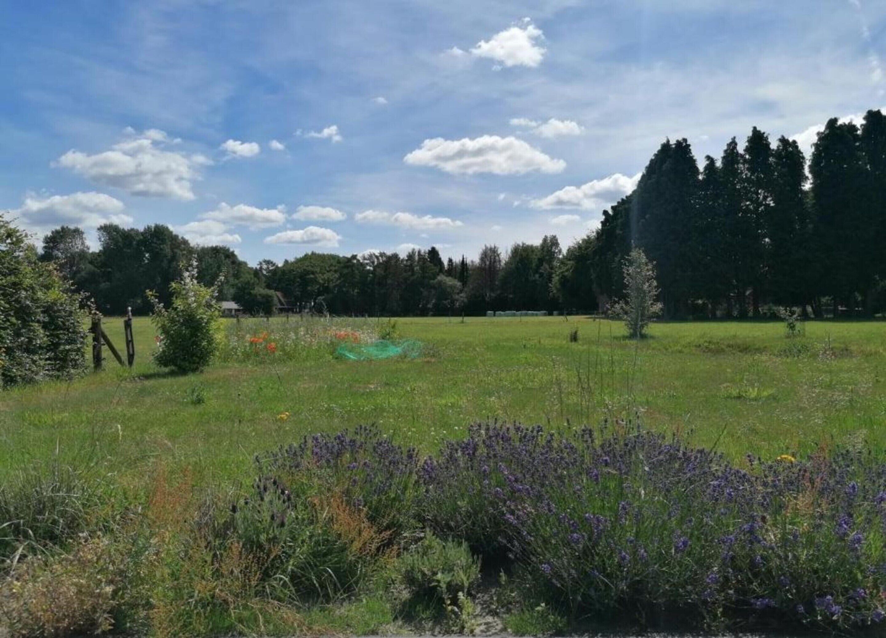 Un campo cubierto de hierba con flores púrpuras en primer plano, una red verde en el centro y árboles al fondo.