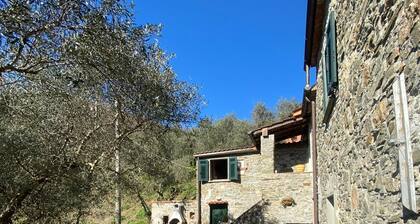 Cà Chiavarotto in the olive trees
