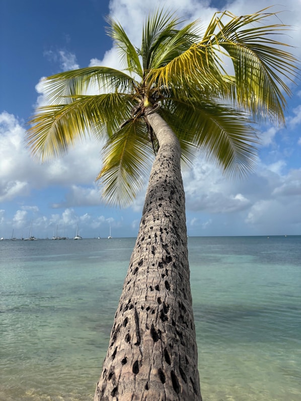 Beach nearby, sun-loungers, beach towels - Tropical Dream - Panoramic View of the Bay of Sainte-Anne (Sainte-Anne)