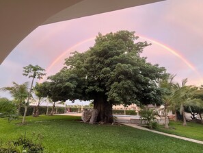 A large tree in a landscaped area with a rainbow in the background.