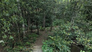 Ein Holzsteg führt durch ein bewaldetes Gebiet mit dichtem Grün und einem kleinen Bach.