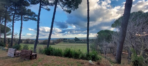 A natural landscape with tall trees and a grassy field. - Bea&Berto - B&B (Pesaro)