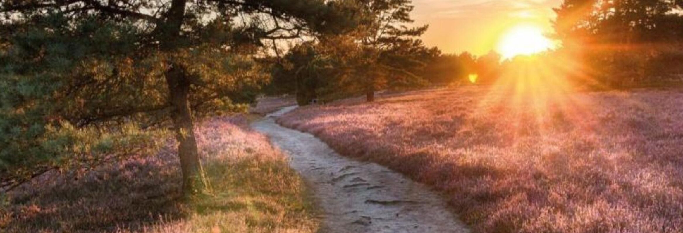A dirt path winding through a field with trees on either side, leading towards a sunset.