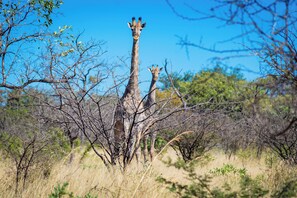 Exterior - Dakeni Game Farm (Bulawayo)