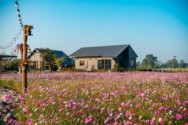 A house with a sloped roof and large windows, surrounded by a field of pink flowers. - Baanmax Boutique Pet Resort & Lodge, Chiangrai (Chiang Rai)