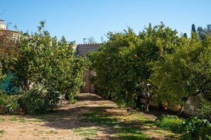 A garden with orange trees, a dirt path, and a building with a tiled roof.