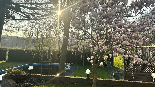 Un jardin avec une pelouse, un arbre aux fleurs roses et une clôture en métal.