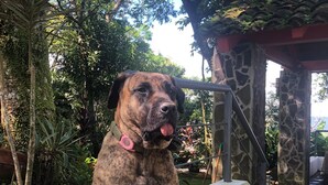 Un chien est assis sur une bordure en béton, avec une structure en pierre en arrière-plan.