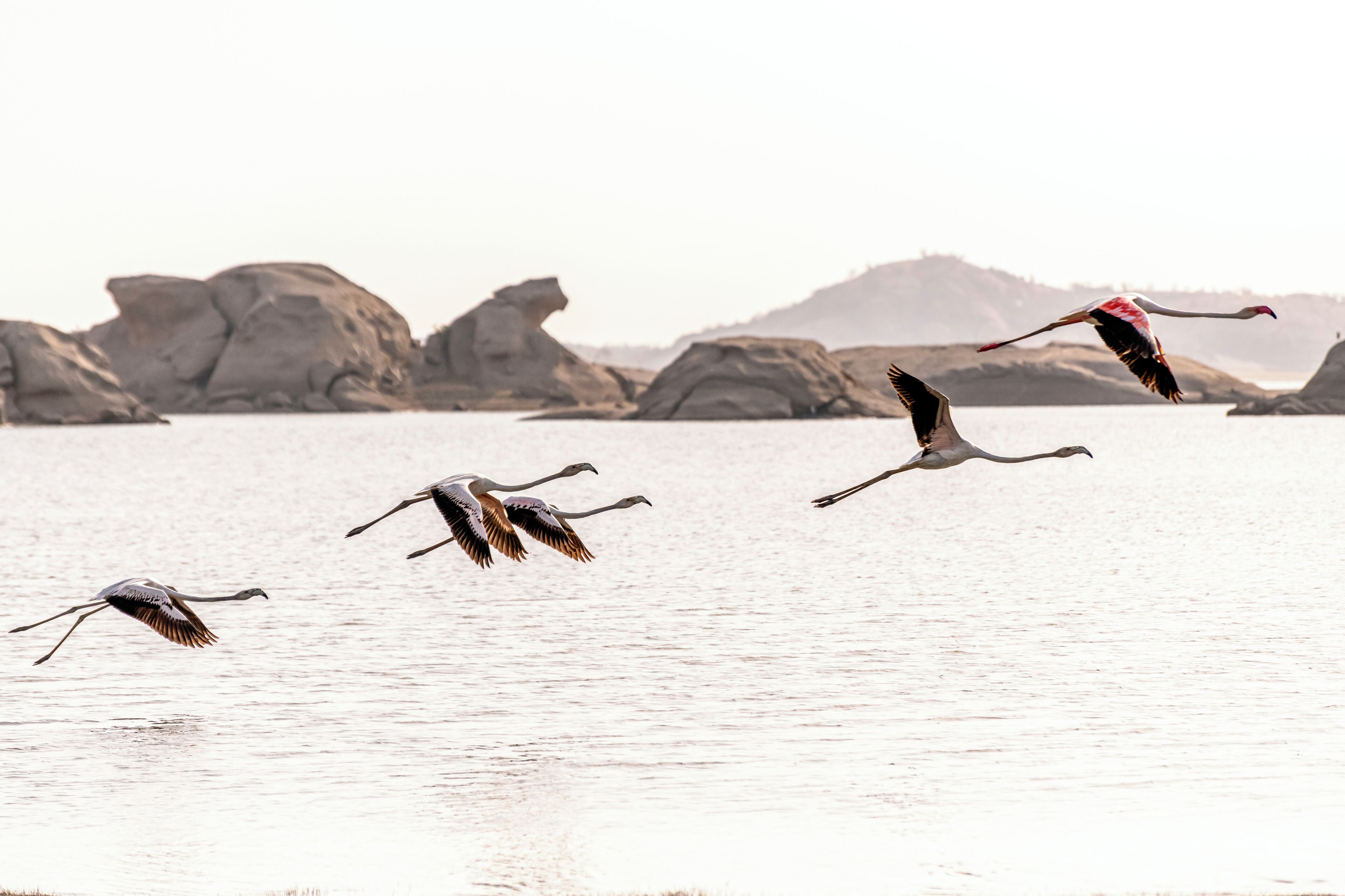 A group of flamingos flying over a calm body of water with large rocks and hills in the background.