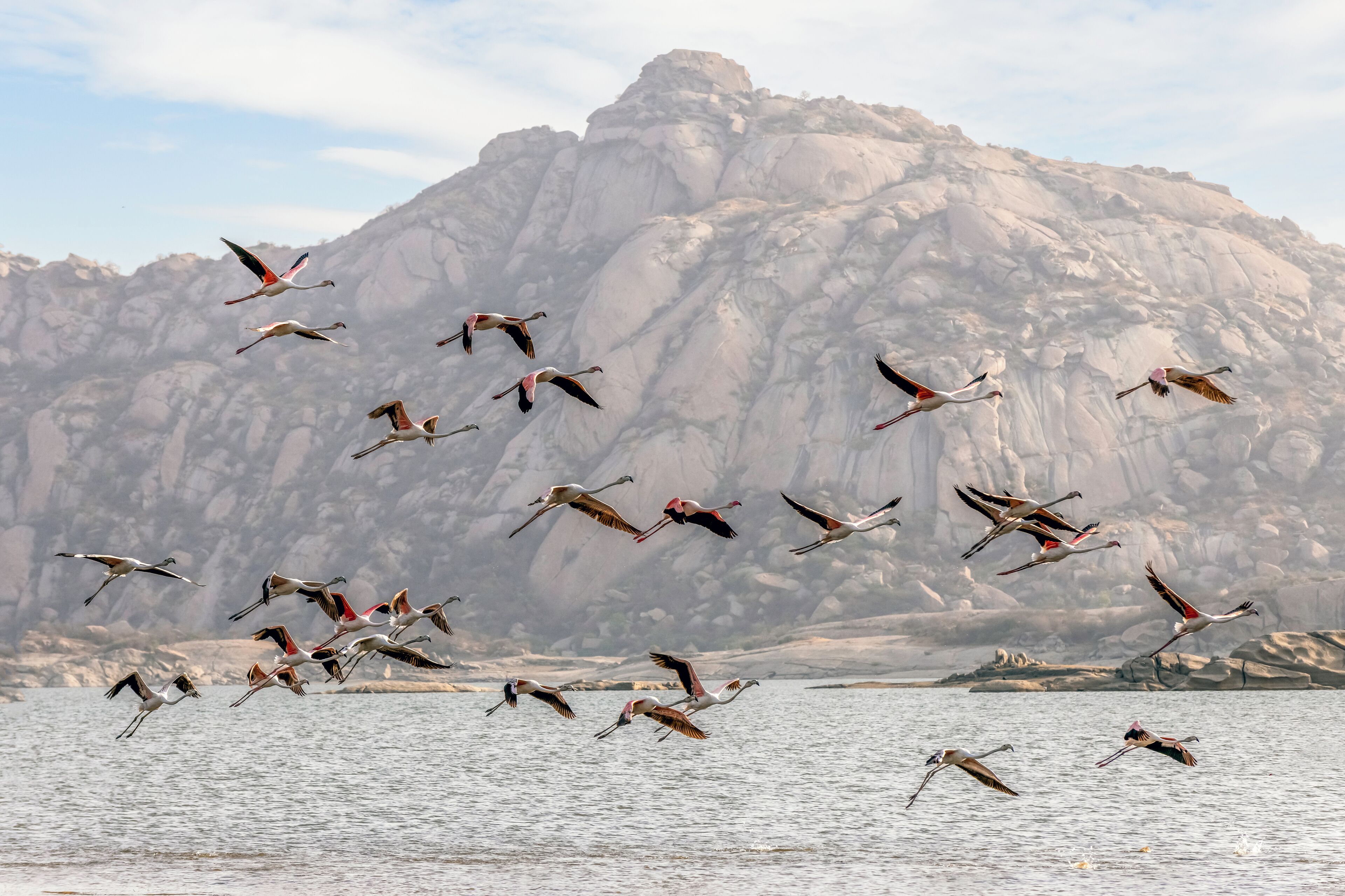 A flock of birds flying over a body of water with a rocky mountain in the background.