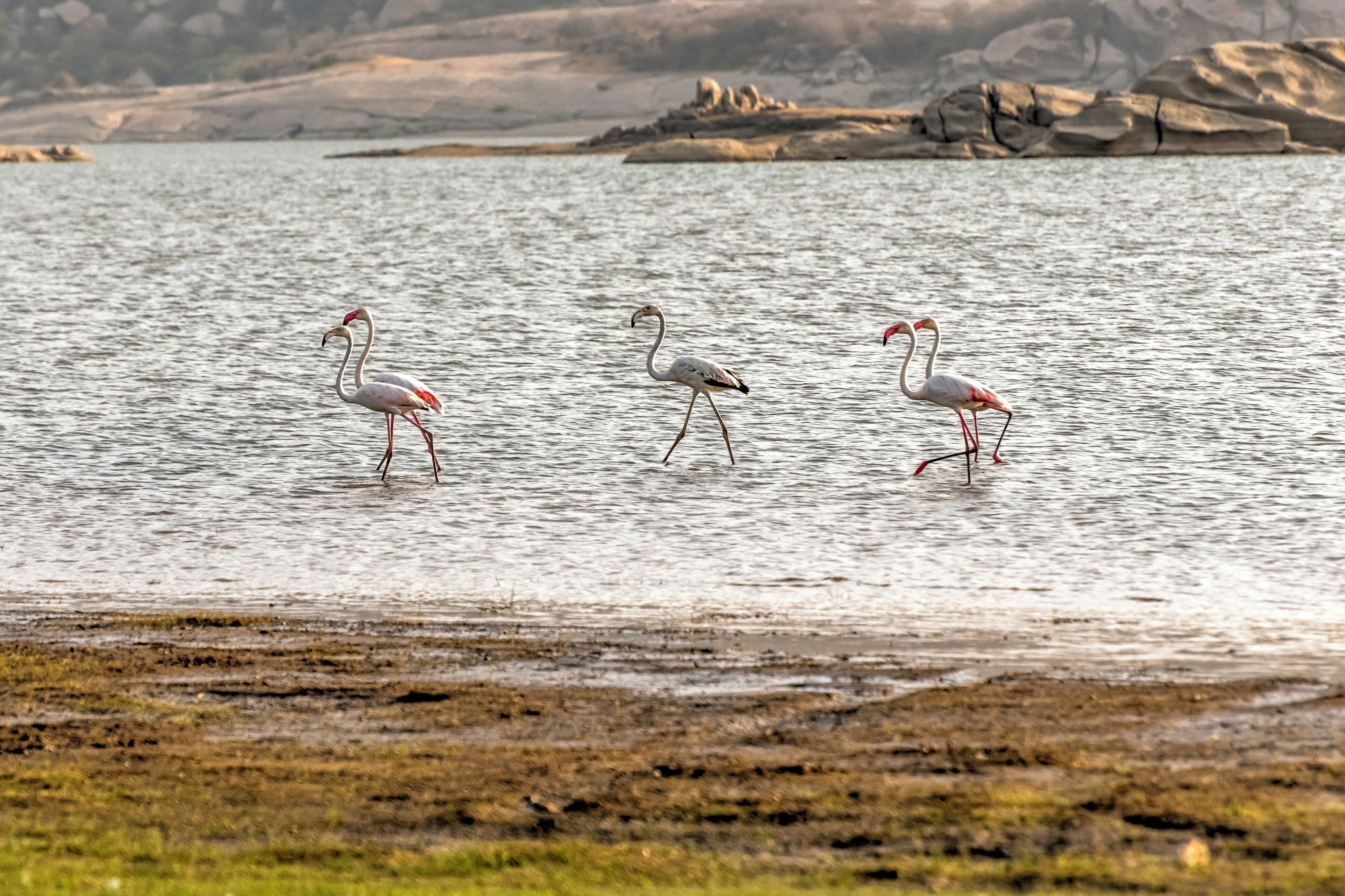 Three flamingos standing in shallow water with a rocky shoreline in the background.